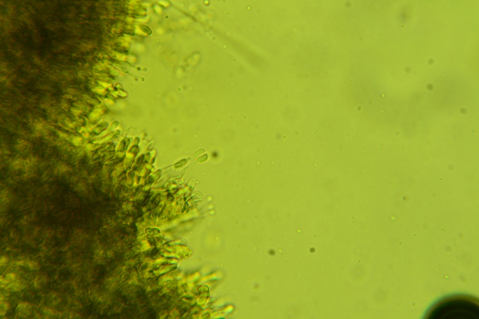 Crustoderma dryinum image