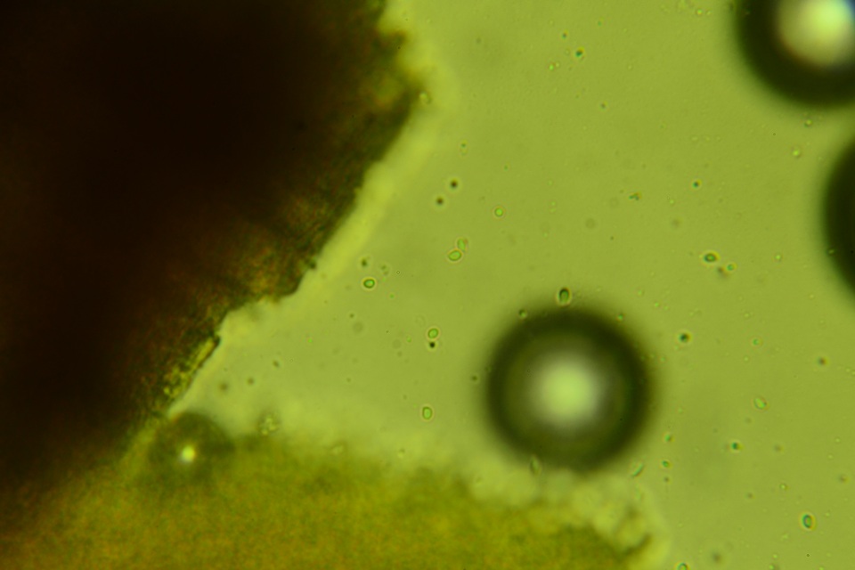 Sistotrema muscicola image