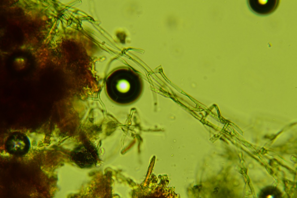 Byssocorticium efibulatum image