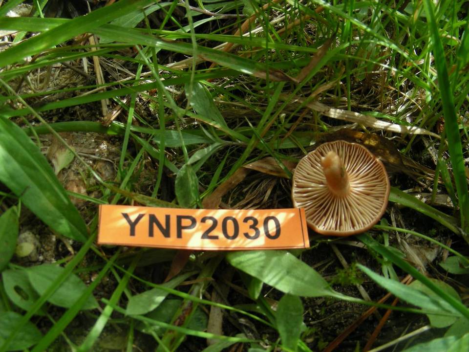 Lactarius alpinus var. mitis image
