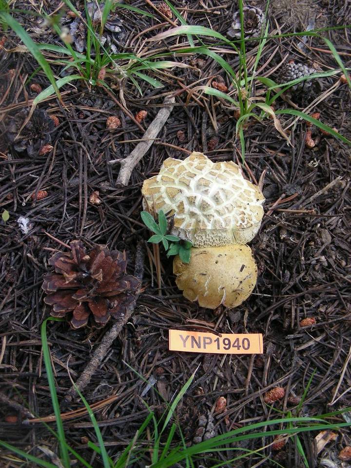 Boletus calopus var. frustosus image
