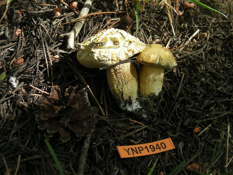 Boletus calopus var. frustosus image