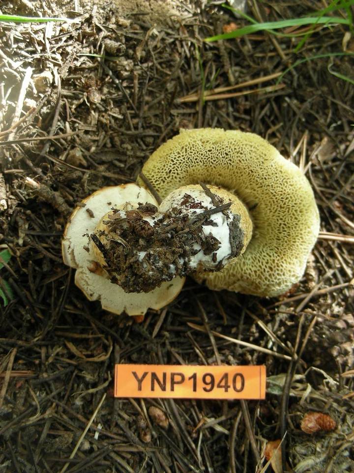 Boletus calopus var. frustosus image