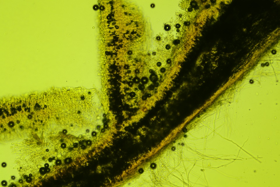 Podoscypha thozetii image