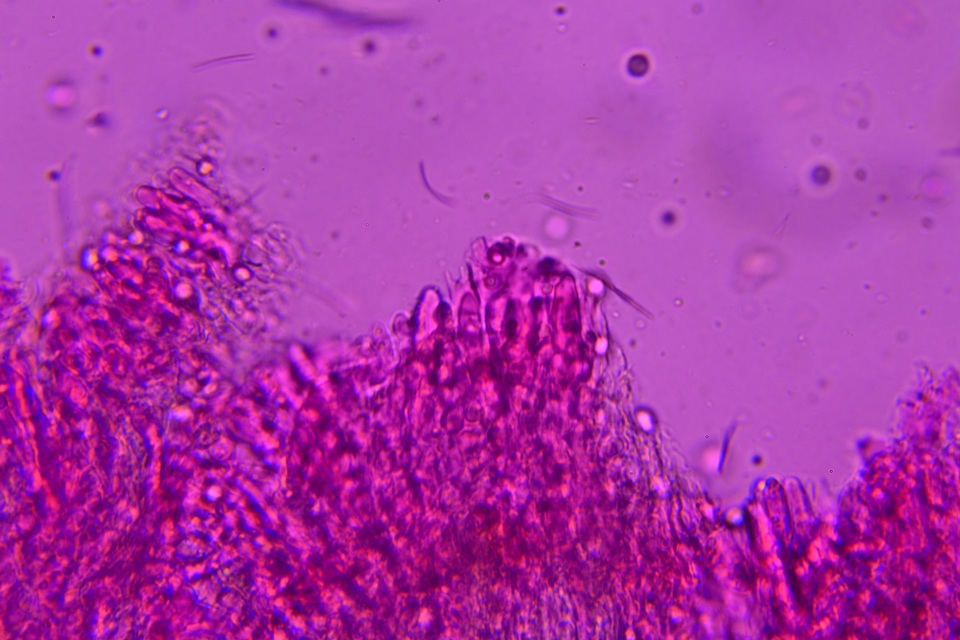 Podoscypha thozetii image