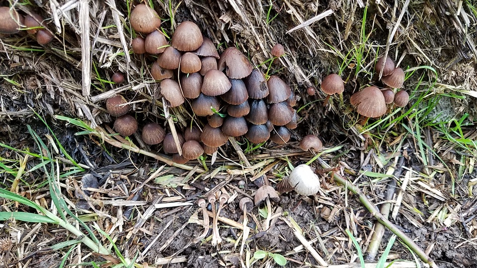 Psathyrella prona image