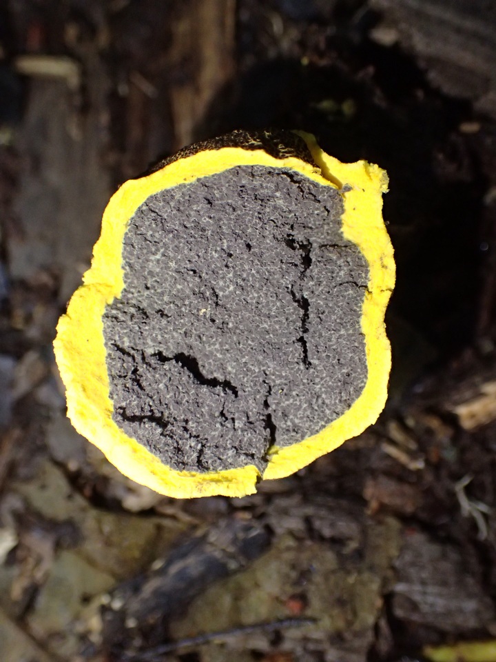 Scleroderma sinnamariense image