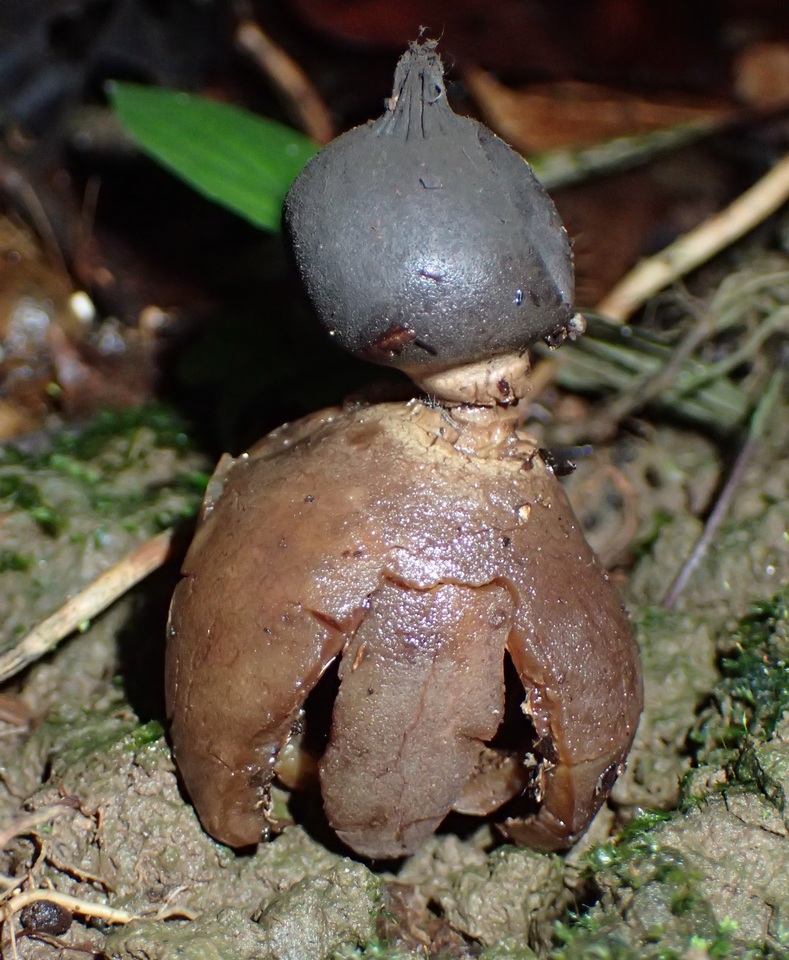 Geastrum lloydianum image