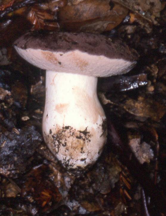Tylopilus humilis image