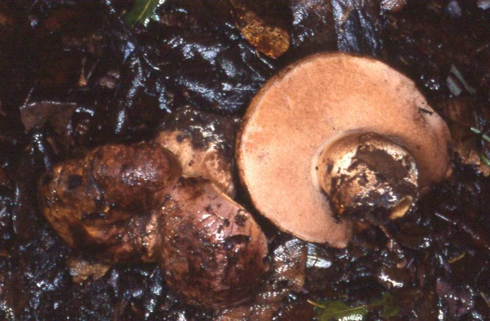 Tylopilus humilis image
