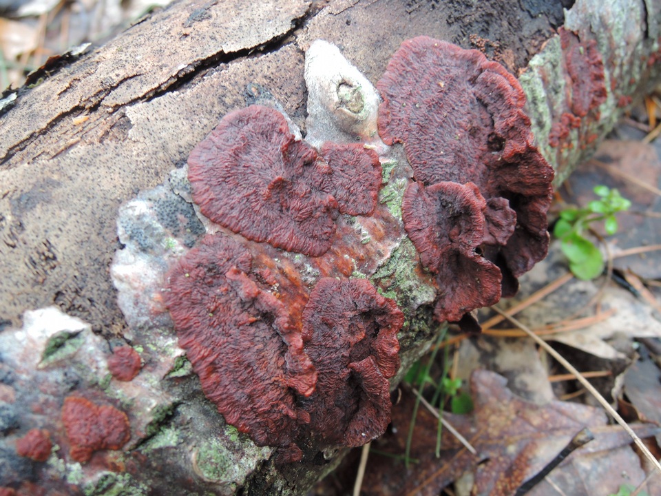 Punctularia strigosozonata image
