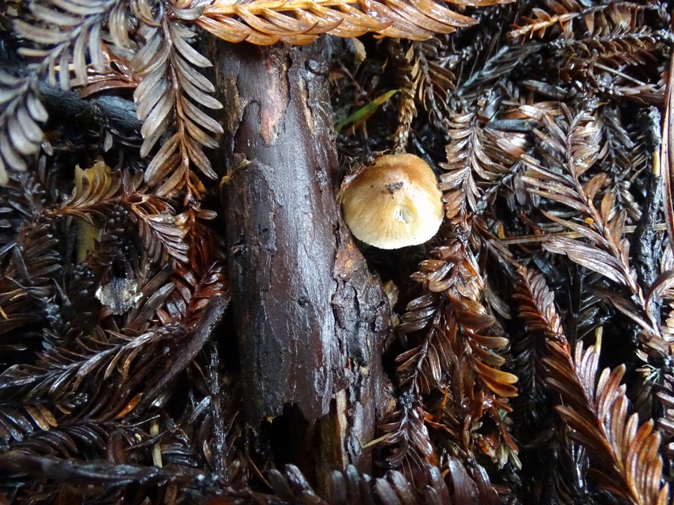 Inocybe ceskae image