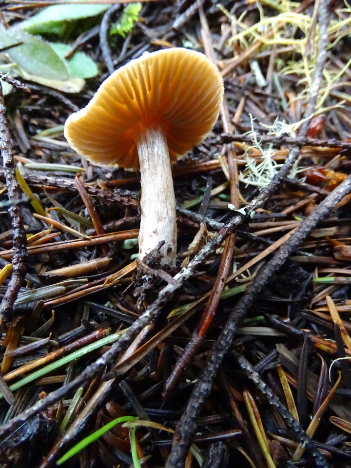 Inocybe occulta image