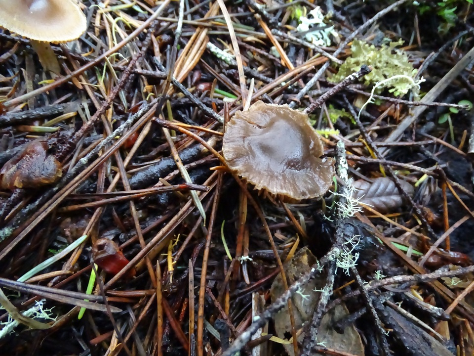 Inocybe occulta image