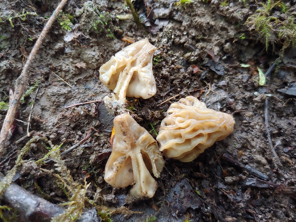 Morchella populiphila image