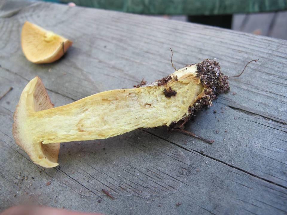 Tricholoma bufonium image