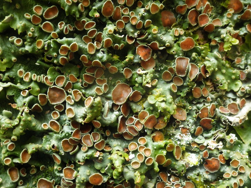 Lobaria virens image