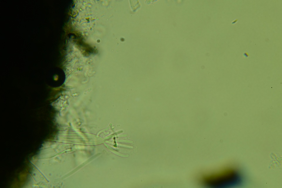 Lophodermium schweinitzii image