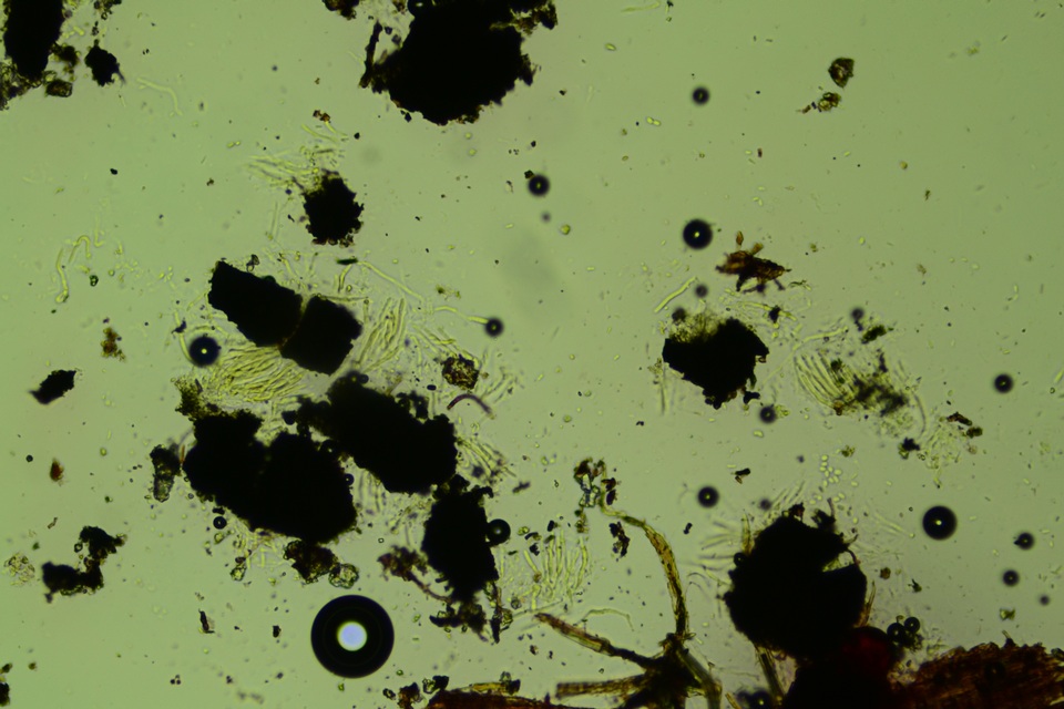 Anteaglonium globosum image