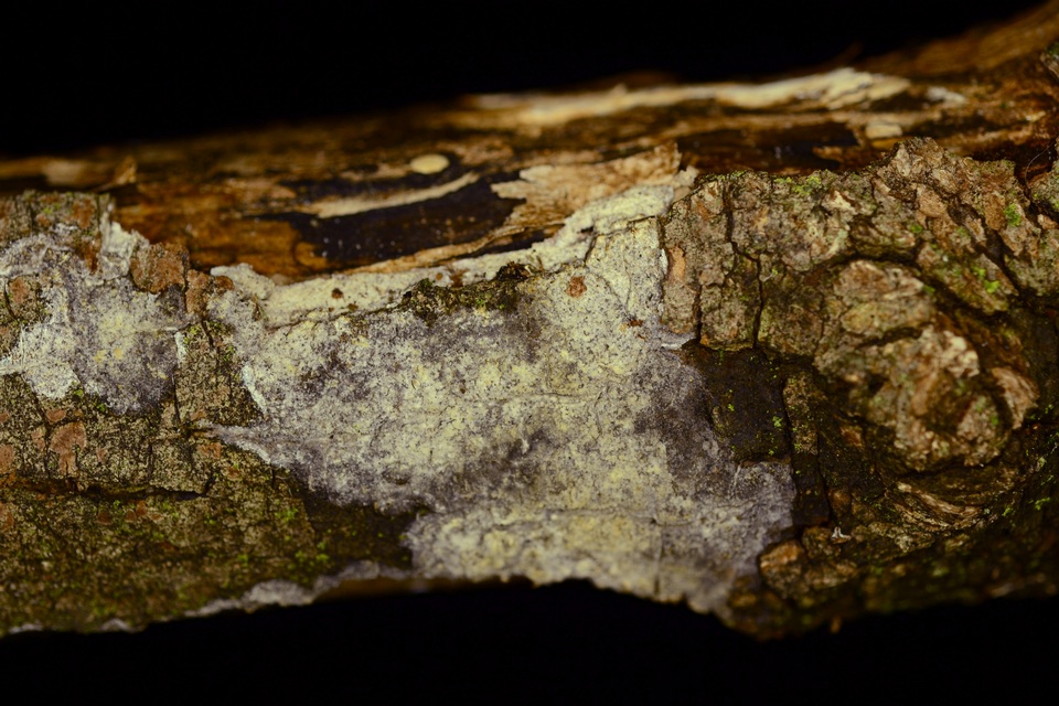 Hyphodermella rosae image