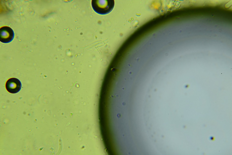 Hyphodermella rosae image