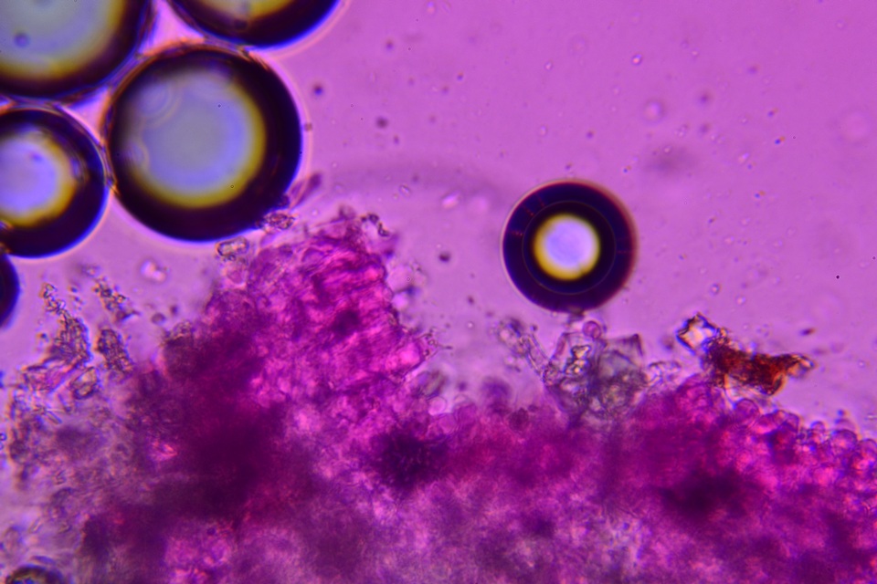 Hyphodermella rosae image
