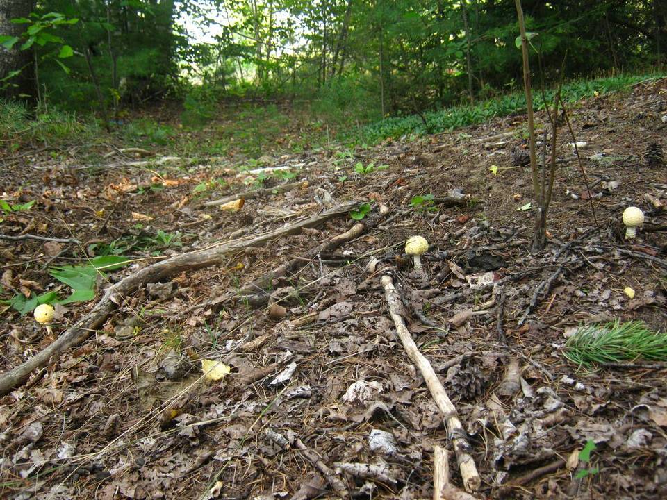 Amanita amerimuscaria image