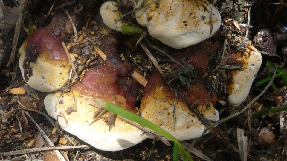 Ganoderma resinaceum image