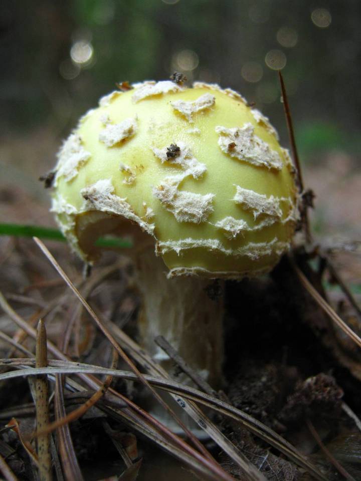 Amanita amerimuscaria image