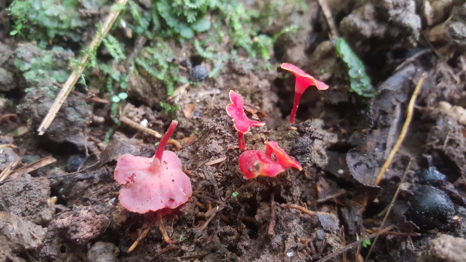 Hygrocybe aphylla image