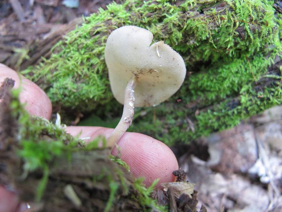 Helvella cupuliformis image