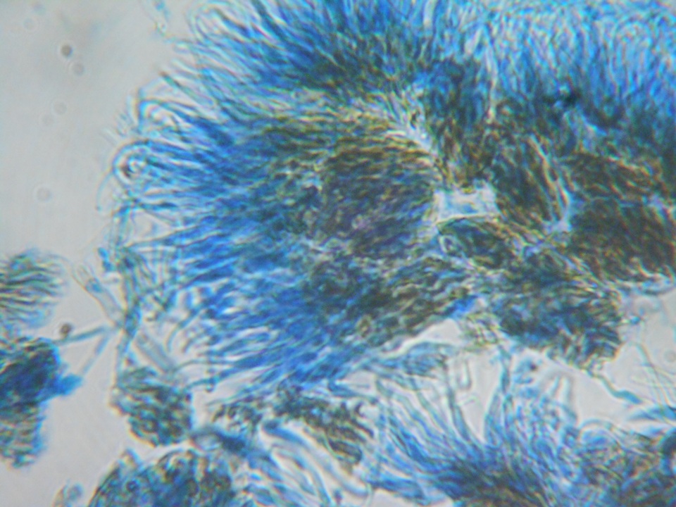 Unguiculariopsis parasitica image