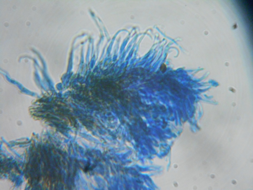 Unguiculariopsis parasitica image