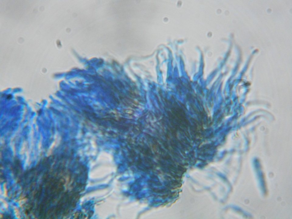 Unguiculariopsis parasitica image