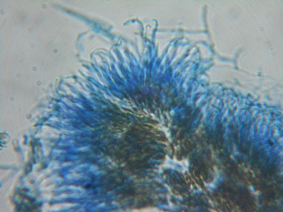 Unguiculariopsis parasitica image