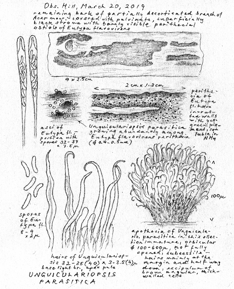 Unguiculariopsis image