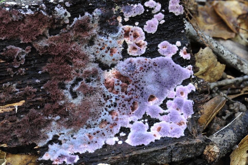Punctularia atropurpurascens image