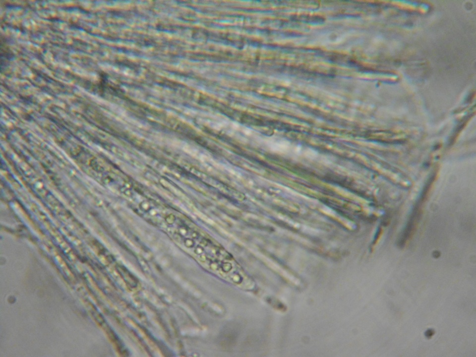 Dencoeliopsis johnstonii image