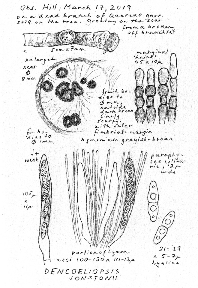 Dencoeliopsis johnstonii image