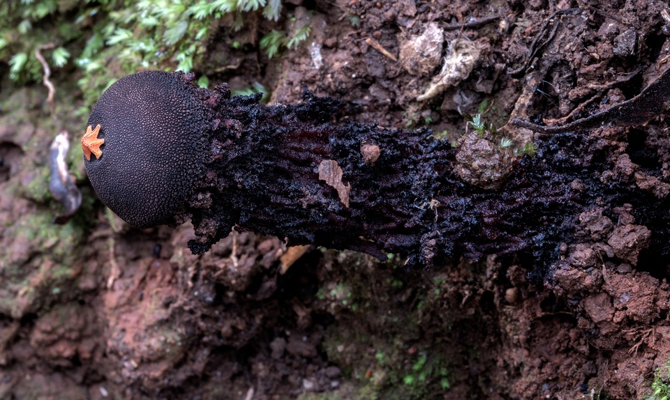 Calostoma fuhreri image
