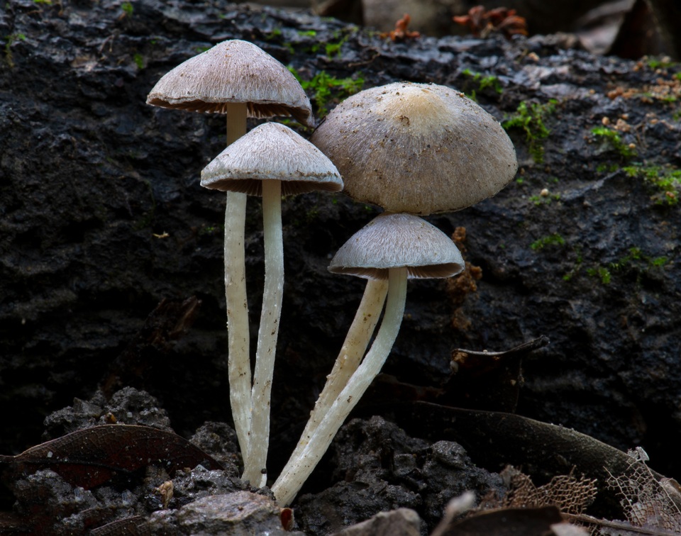 Coprinopsis canoceps image