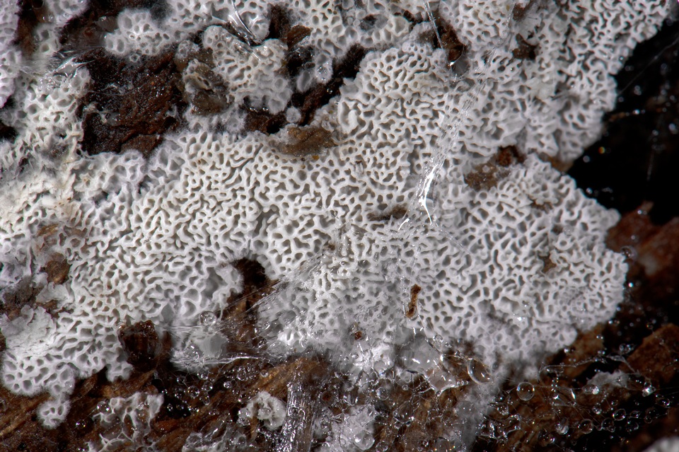 Trechispora mollusca image