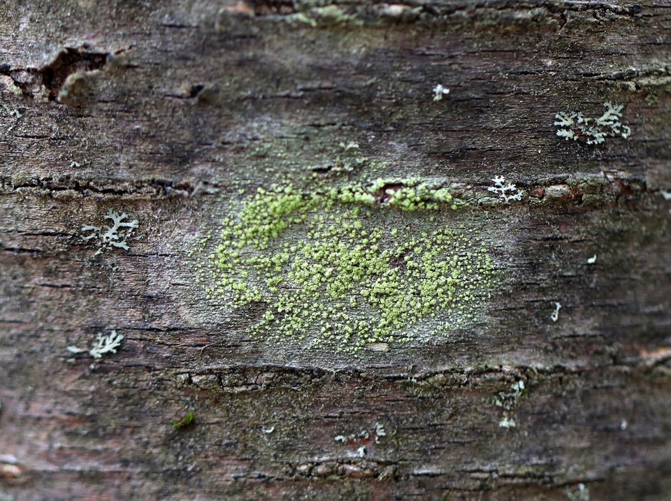 Biatora printzenii image