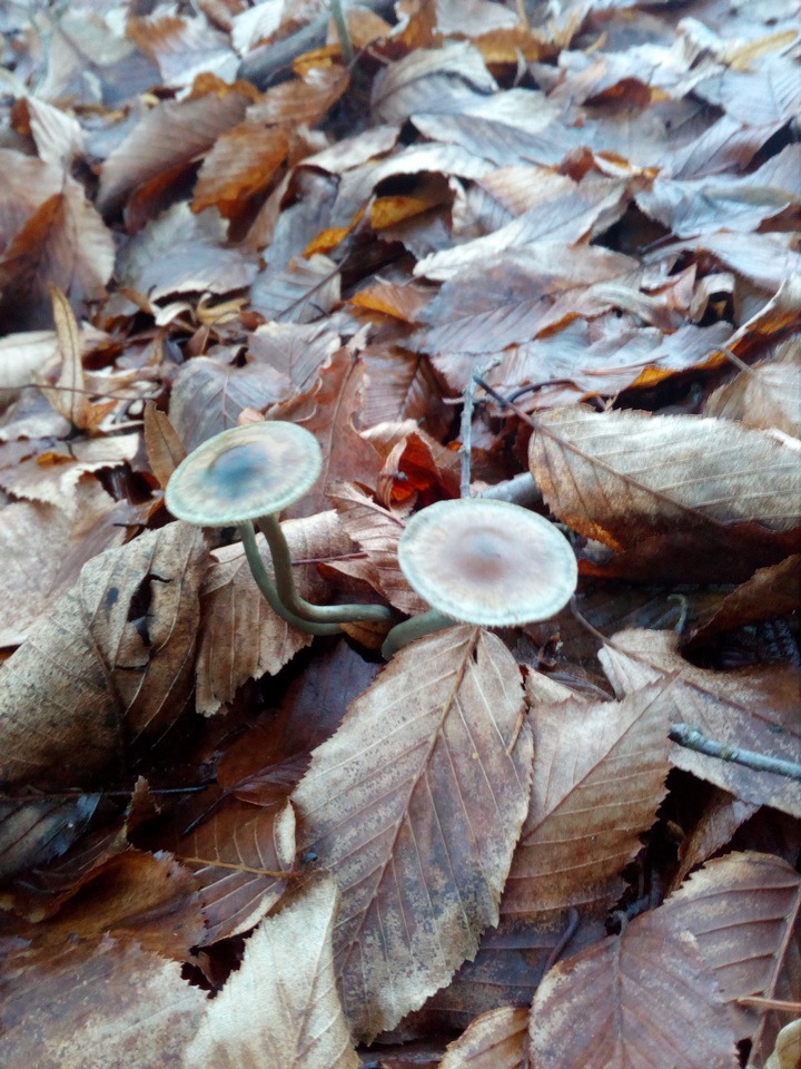 Psilocybe bohemica image