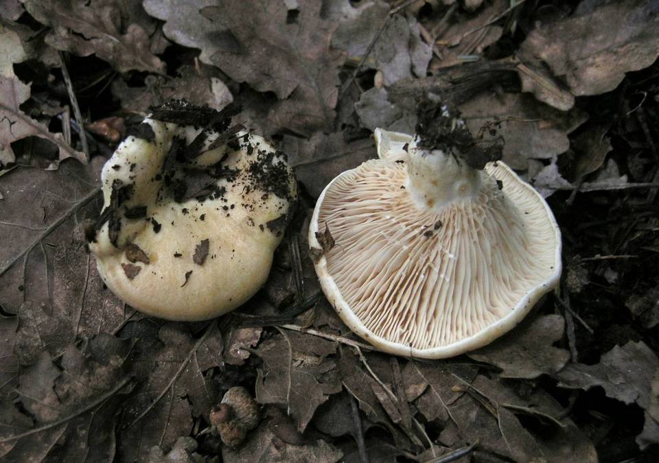Lactarius acerrimus image