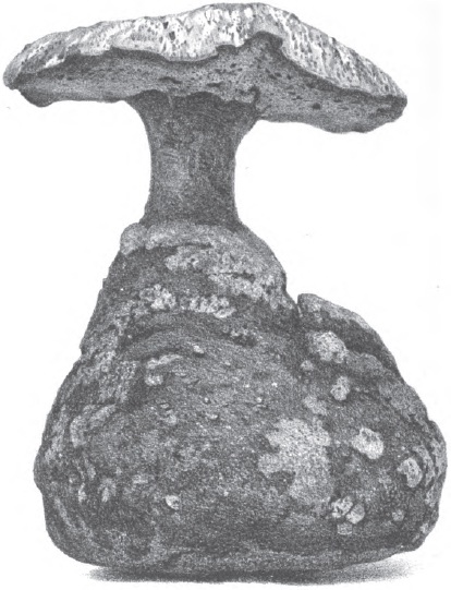 Laccocephalum image
