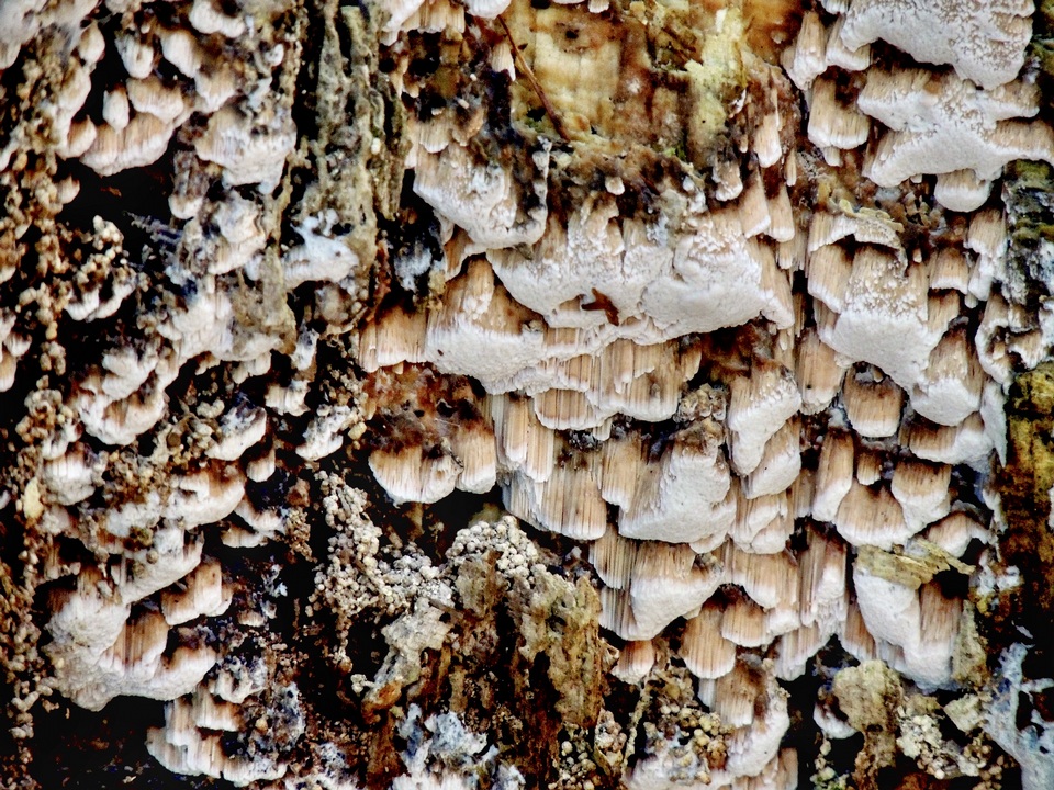 Ceriporiopsis gilvescens image