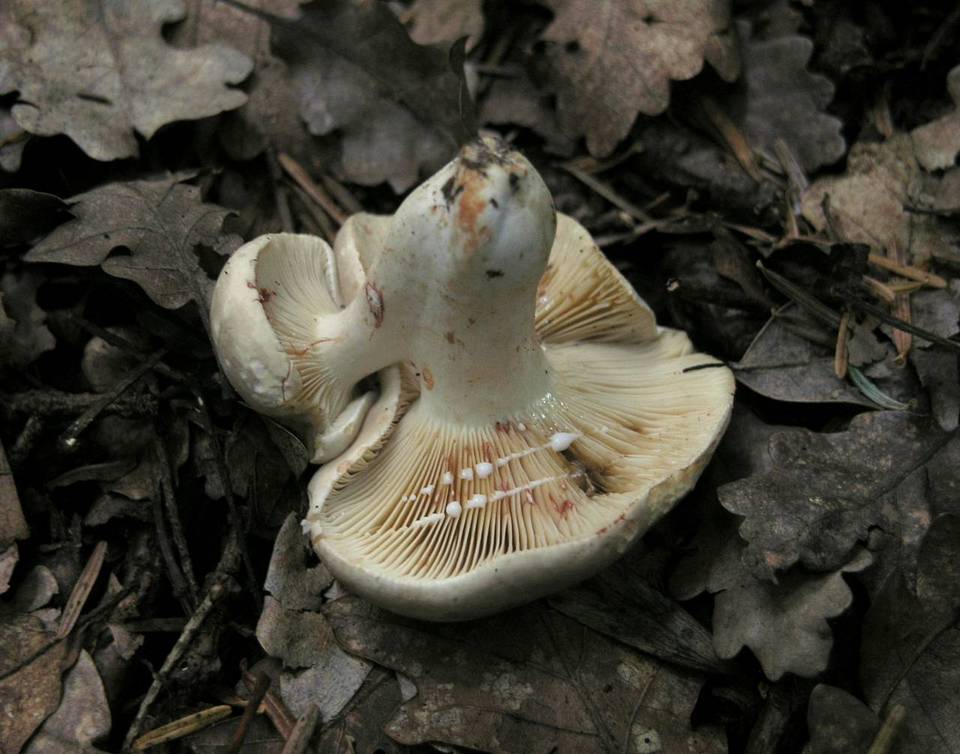 Lactarius azonites image