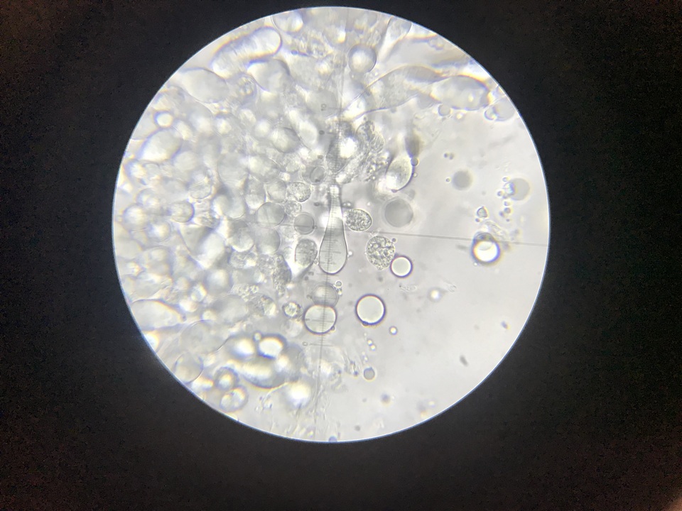 Amanita subvirginiana image