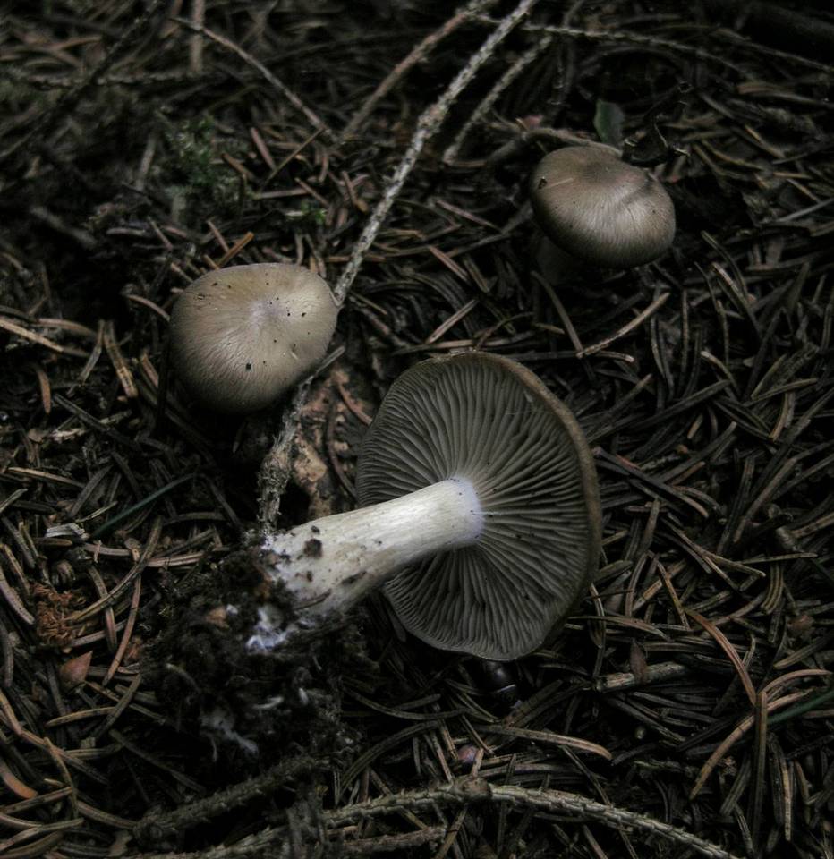Lyophyllum deliberatum image